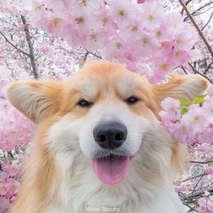 Meet your Posher, Cami